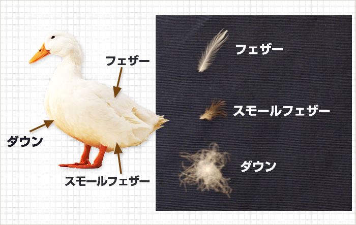 ダウンとフェザーの違い 図解