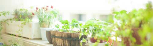 窓辺に複数の植物を並べてみる